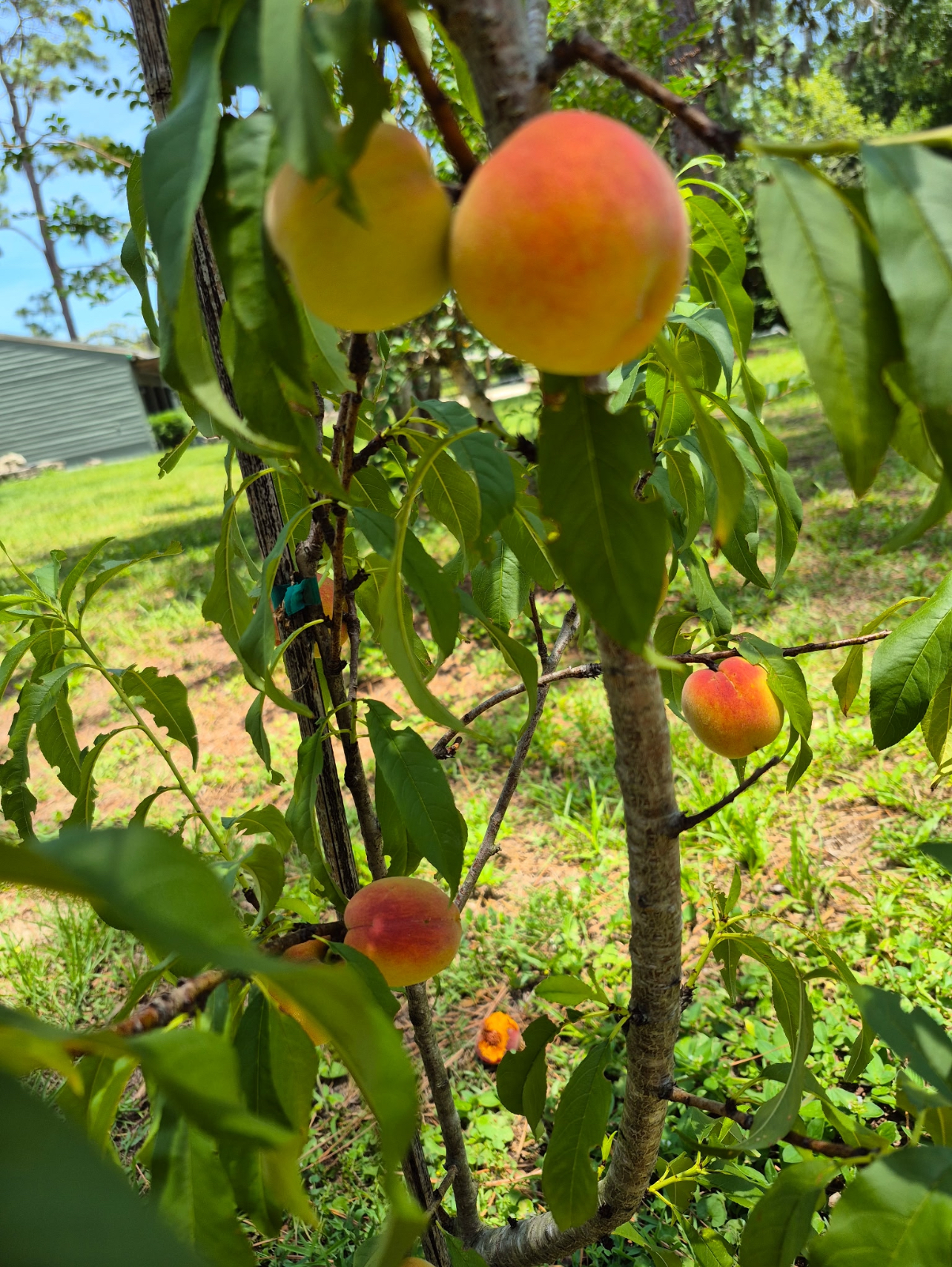 Orlando Fall Fruit Tree Planting: 10 Great Choices for Zones 9B and 10A